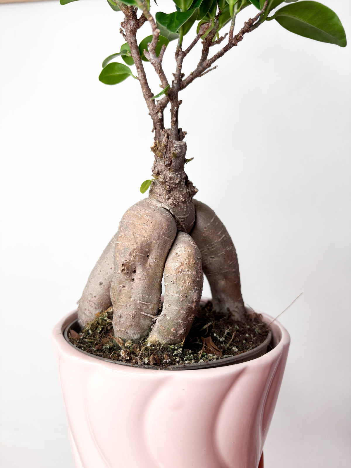 Ficus Microcarpa (ar podu)