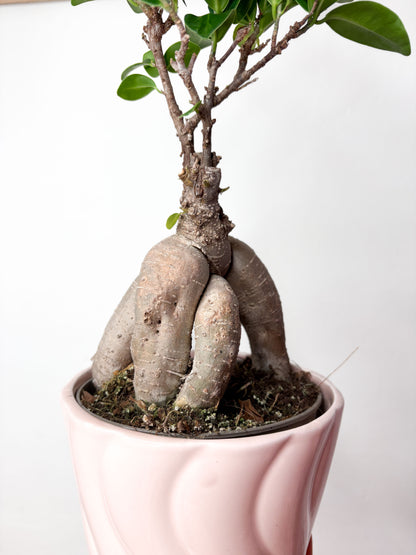 Ficus Microcarpa (ar podu)