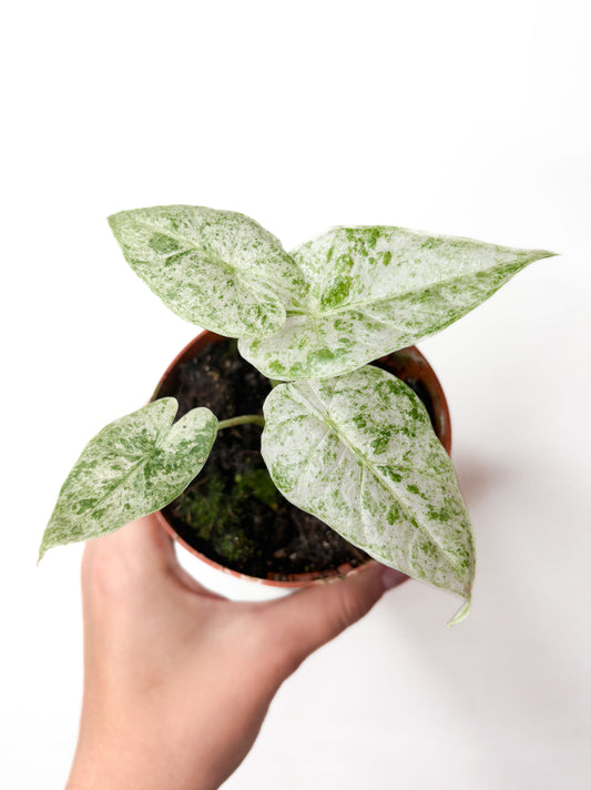 Alocasia odora ‘Batik Variegata’