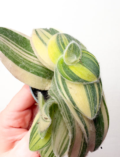 Tradescantia sillamontana Variegata