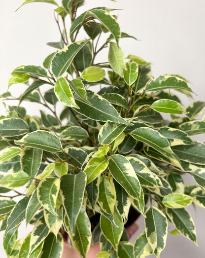 Ficus benjamina ‘Kinky’