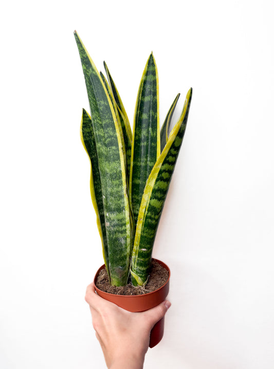 Sansivieria Futura Superba