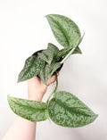 Scindapsus pictus