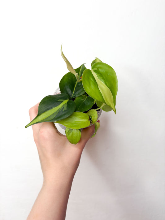 Philodendron Brasil