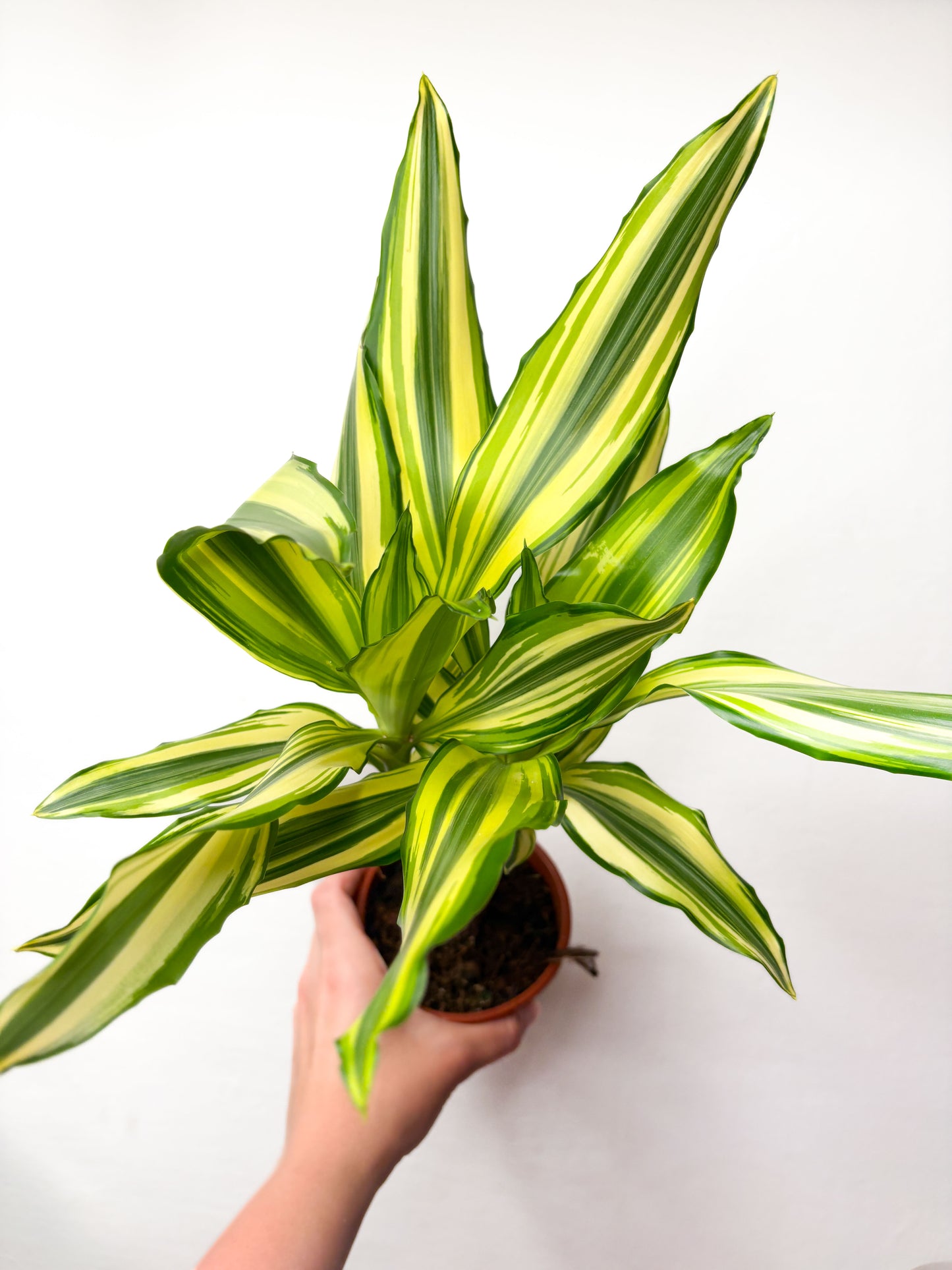 Dracaena ‘Yellow Coast’