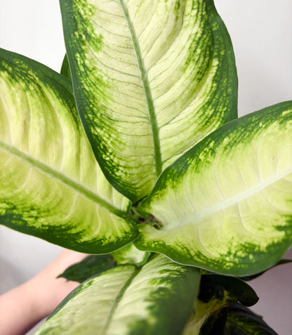 Dieffenbachia ‘Camilla’