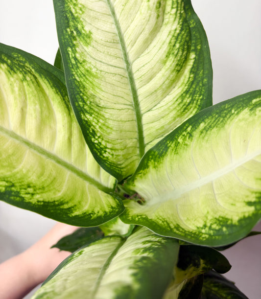 Dieffenbachia ‘Camilla’