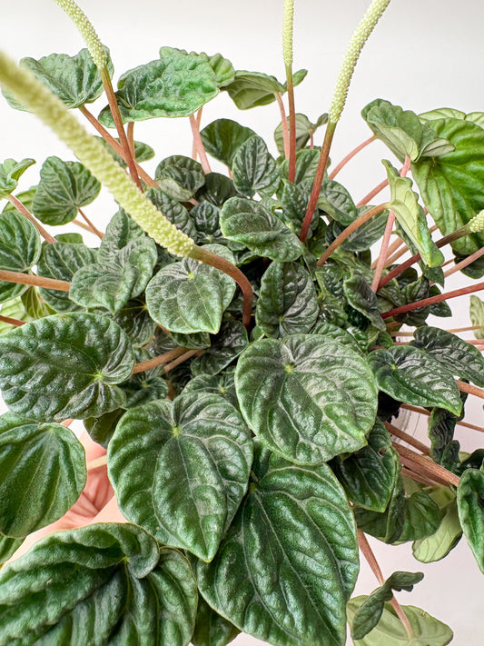 Peperomia Lilian