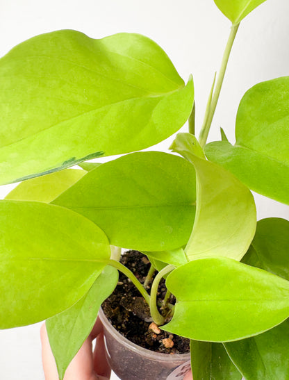 Epipremnum Neon
