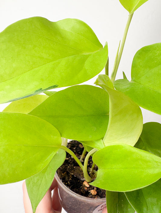 Epipremnum Neon