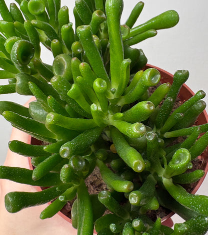 Crassula Ovata Hobbit