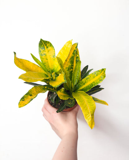 Codiaeum variegatum ‘Sunny Star’