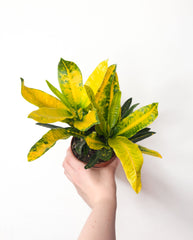 Codiaeum variegatum ‘Sunny Star’