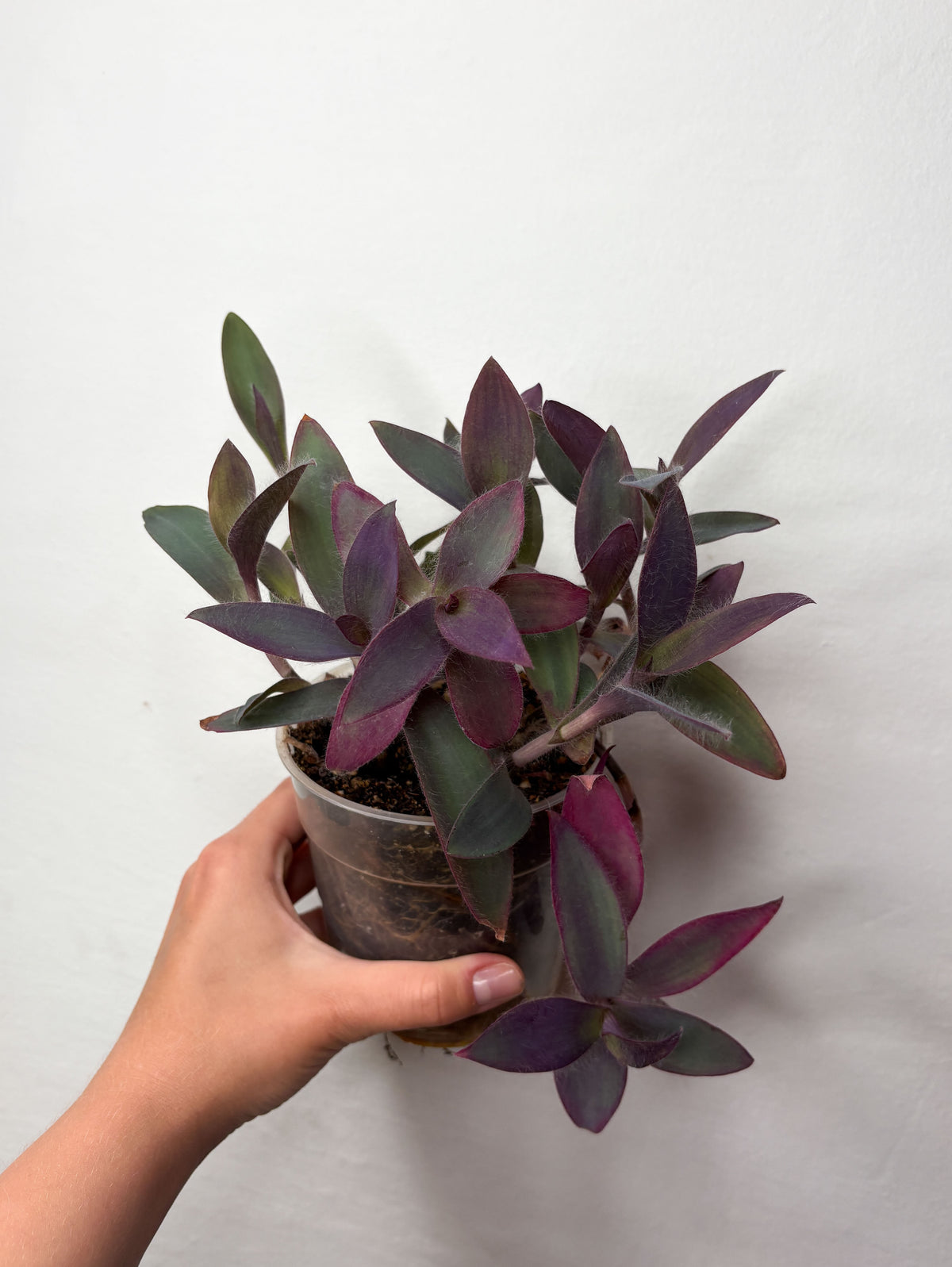 Tradescantia Pallida