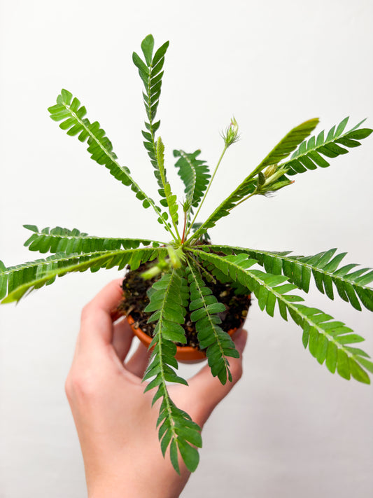 Biophytum sensitivum (aizver lapas no pieskāriena)
