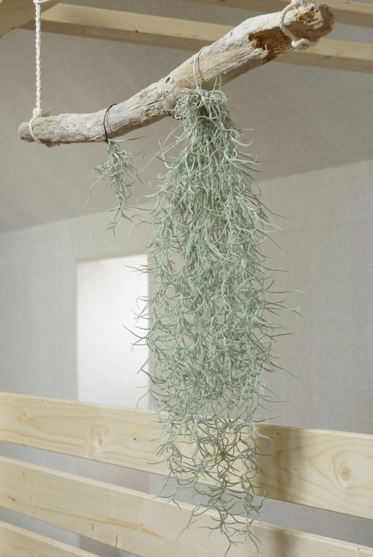 Tillandsia usneoides (gaisa augs, 50 cm)