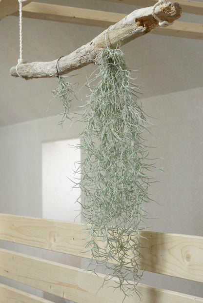 Tillandsia usneoides (gaisa augs, 50 cm)