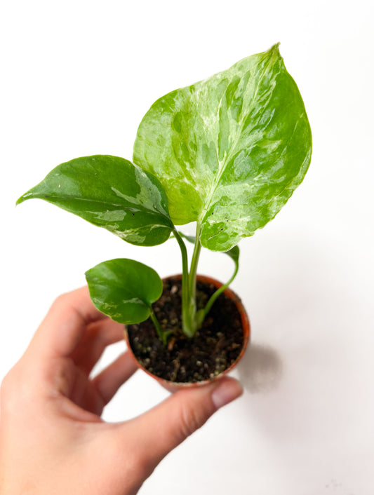 Monstera deliciosa ‘Bulbasaur’