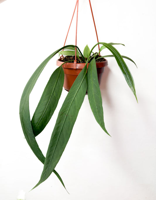 Anthurium vittariifolium
