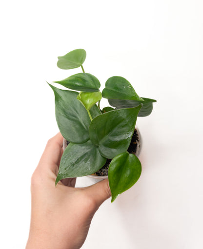 Heartleaf Philodendron
