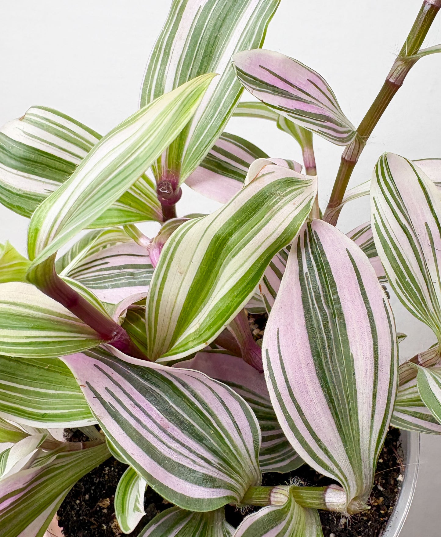 Tradescantia Nanouk