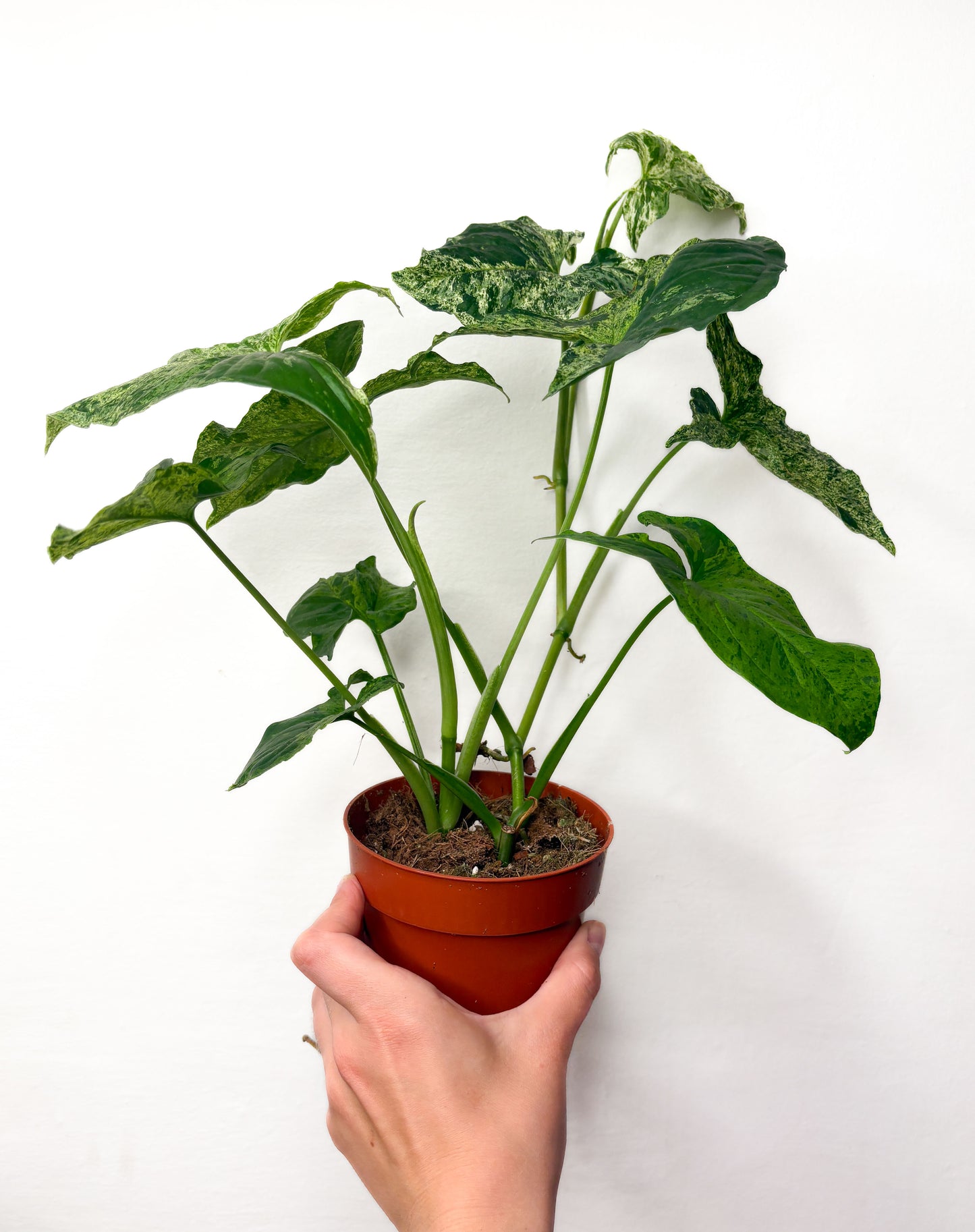 Syngonium Mottled
