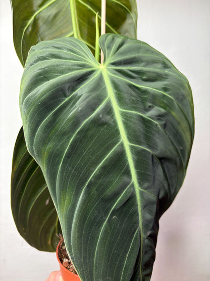 Philodendron Melanochrysum