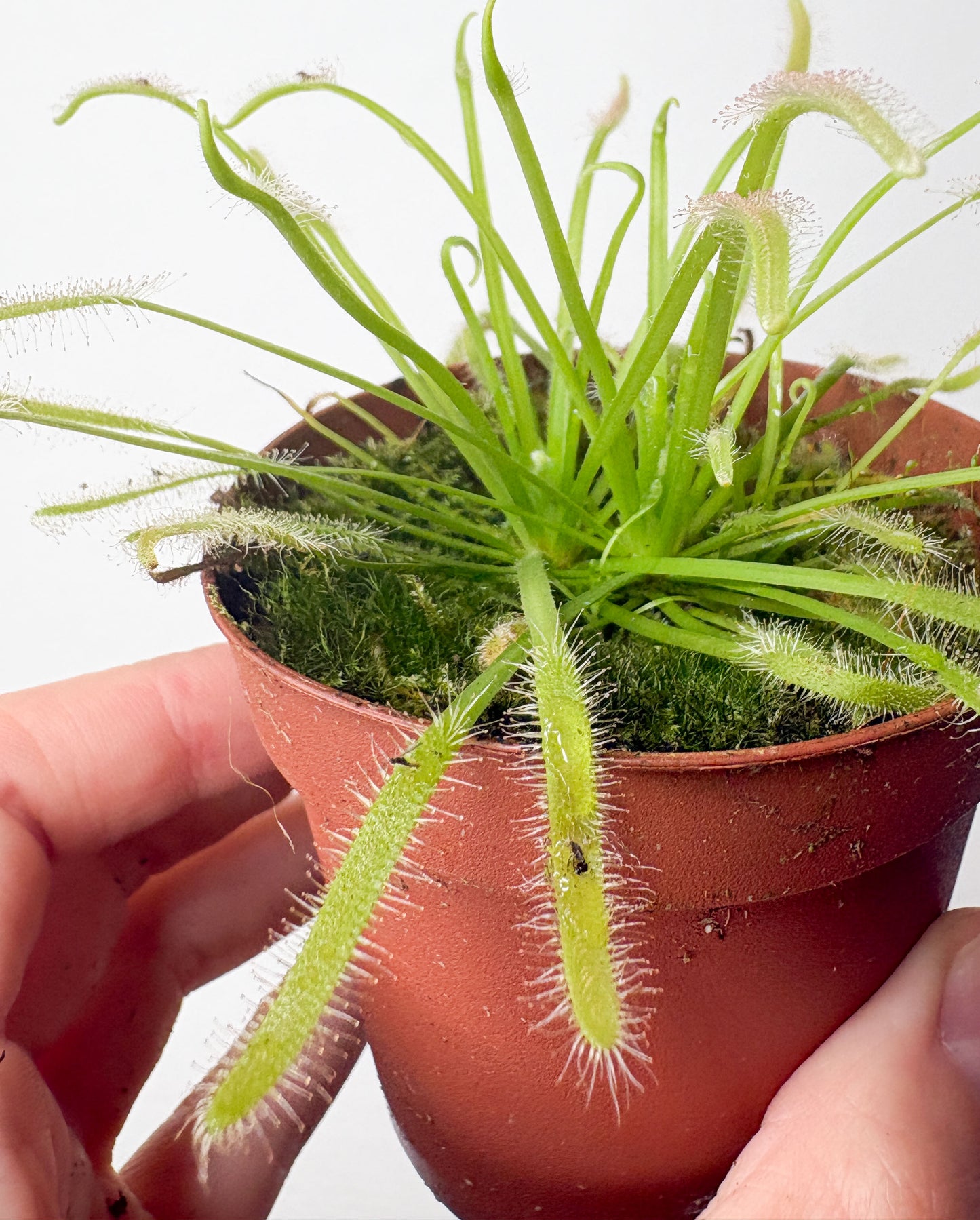 Drosera capernsis