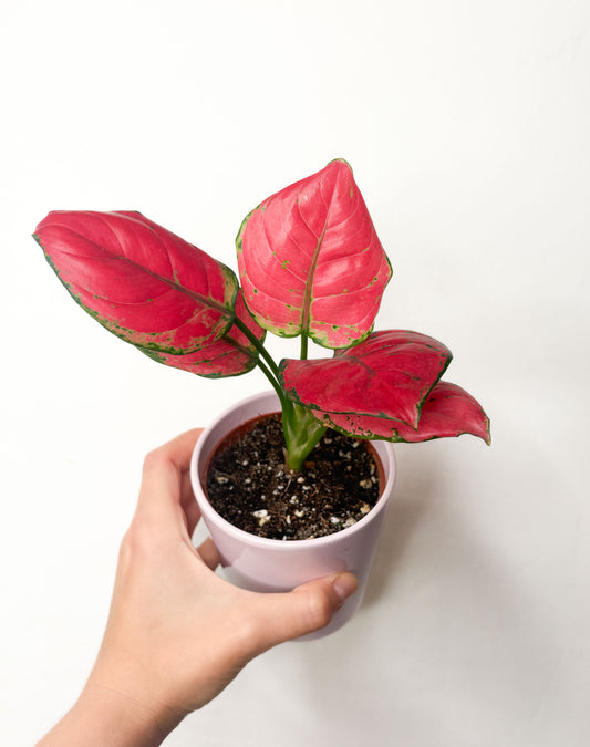 Aglaonema Pink Star