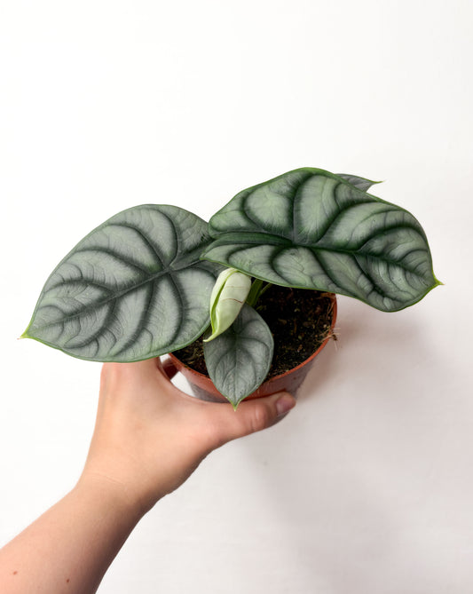 Alocasia baginda ‘Silver Dragon’