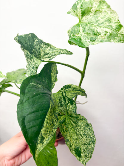 Syngonium Mottled