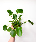 Pilea peperomioides