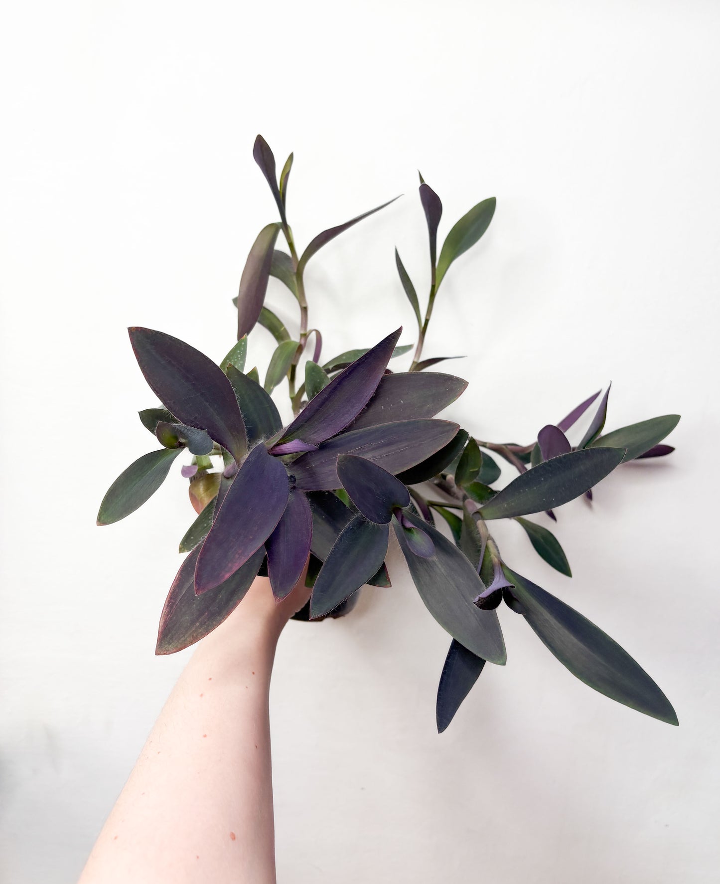 Tradescantia Pallida