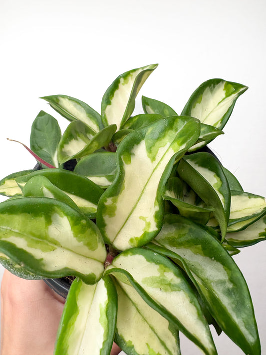 Hoya Carnosa Tricolor