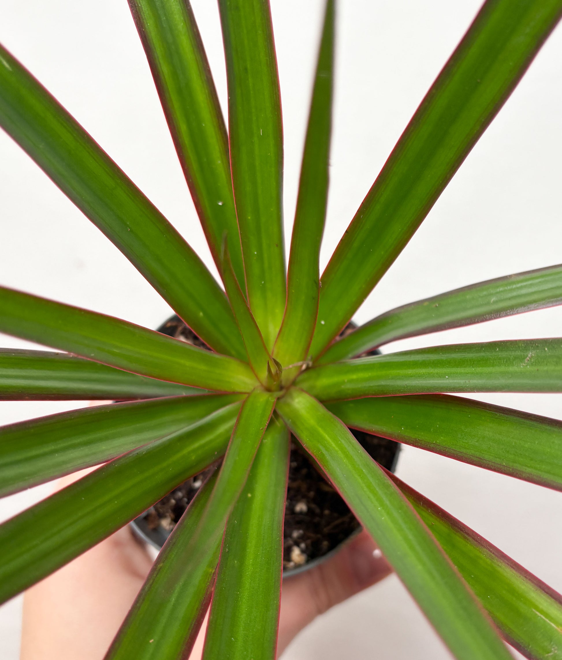 dracaena marginata toxic to dogs Dracaena Marginata – Plantaholic