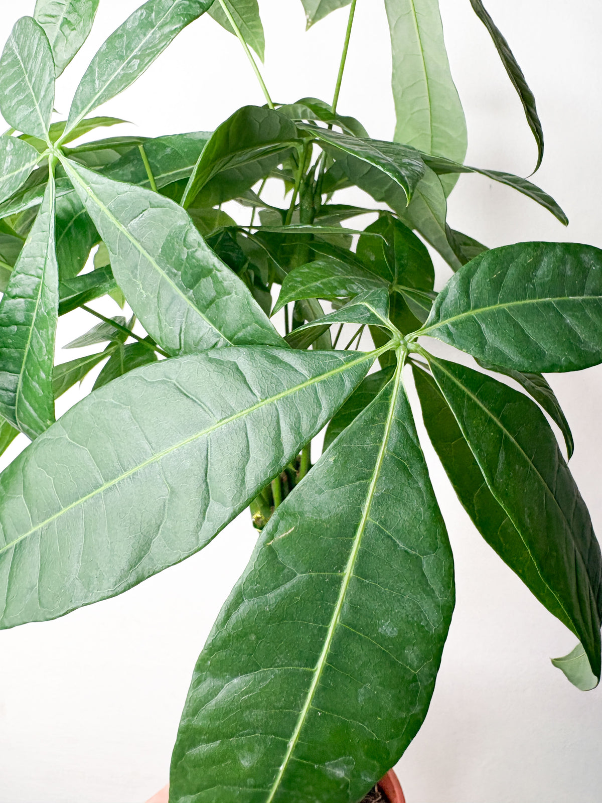 Pachira aquatica