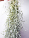 Tillandsia usneoides (gaisa augs, 50 cm)