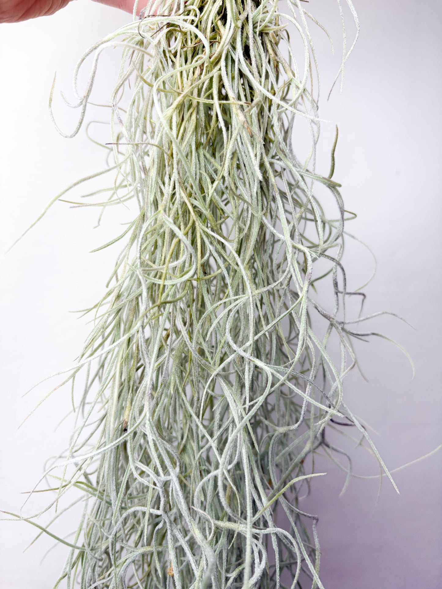 Tillandsia usneoides (gaisa augs, 50 cm)