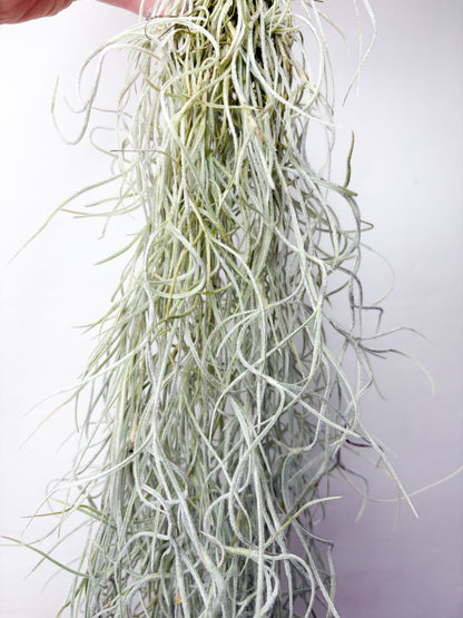 Tillandsia usneoides (gaisa augs, 50 cm)