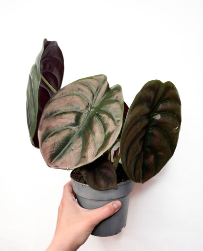 Alocasia Cuprea 'Red Secret'