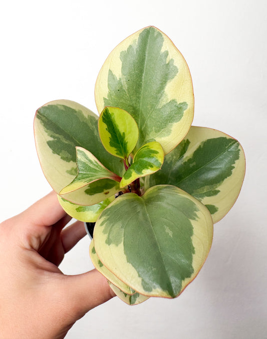 Peperomia obtusifolia ‘Variegata’