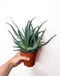 Aloe arborescens