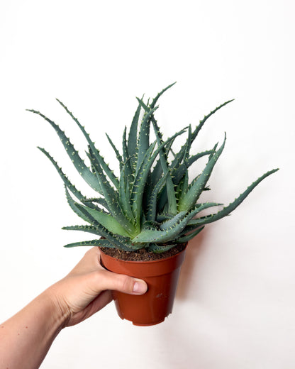 Aloe arborescens