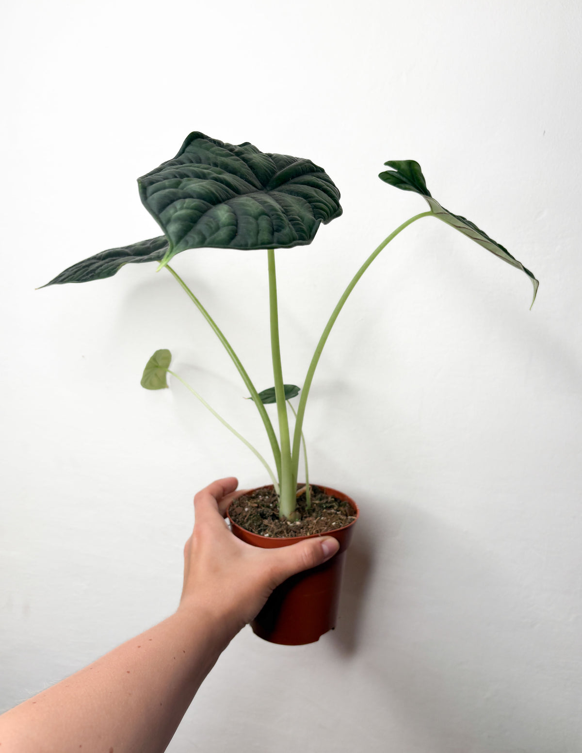 Alocasia baginda 'Dragon Scale'