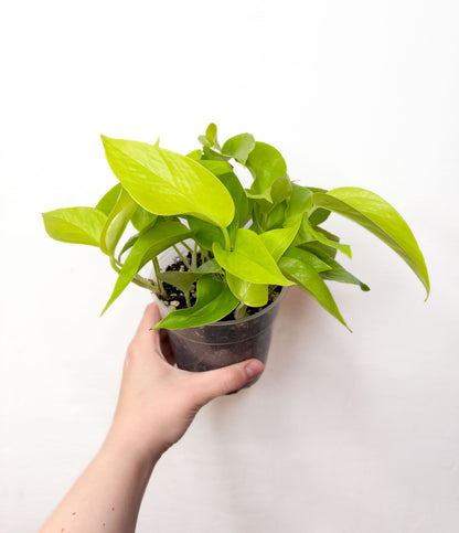 Epipremnum Neon