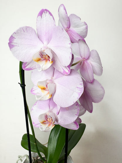 Phalaenopsis  (orhideja ar dekoratīvo podu)