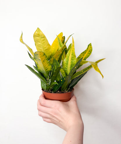 Codiaeum variegatum ‘Sunny Star’