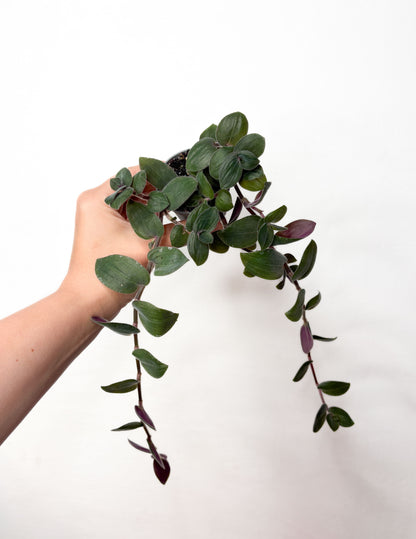 Tradescantia ‘Baby Bunny Bellies’