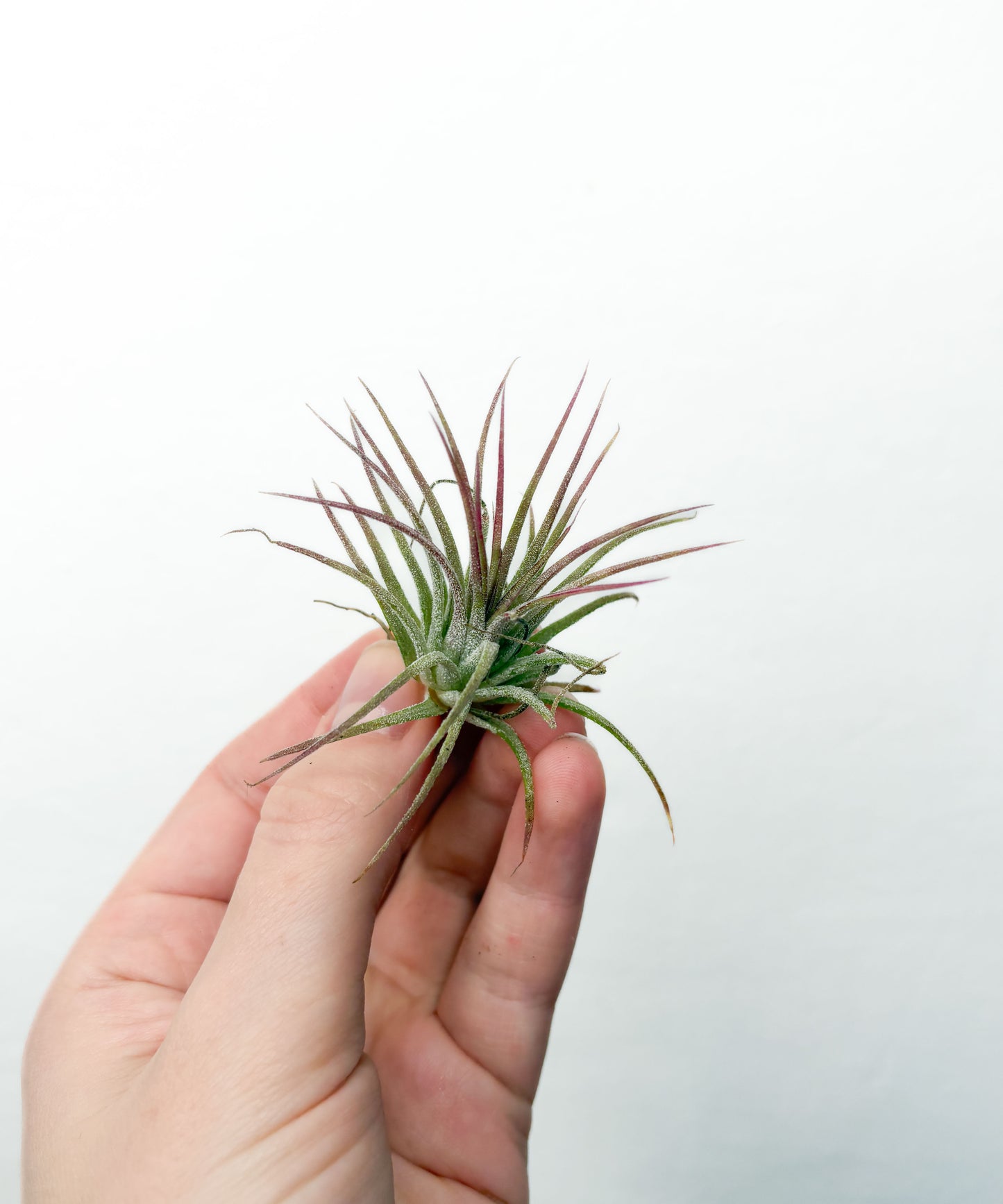 Tillandsia Multiflora
