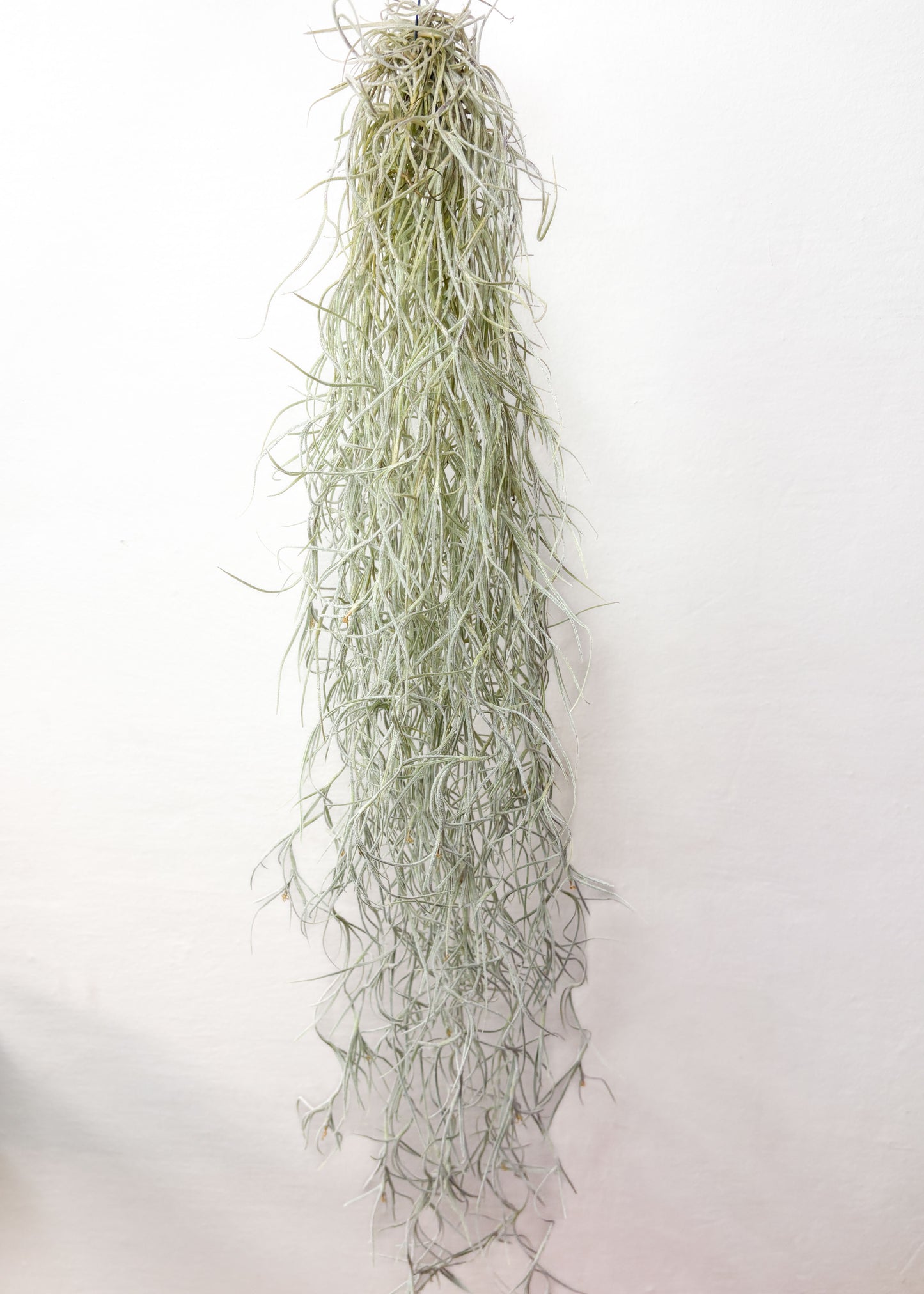 Tillandsia usneoides (gaisa augs, 50 cm)